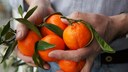 Holding Clementines in Hand