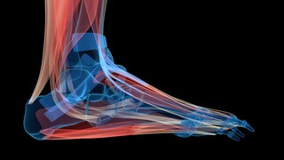 Anatomy of the Human Foot
