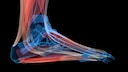 Anatomy of the Human Foot