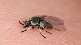 A biting midge sits on a finger