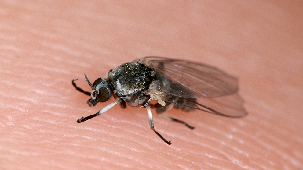 A biting midge sits on a finger