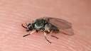 A biting midge sits on a finger