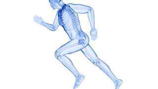 Illustration: Bones of a Runner