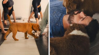 Puppy Yoga Munich