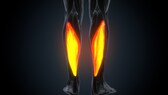 The soleus muscle accounts for only 1 percent of body weight.