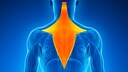 Trapezius muscle