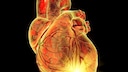 There are various factors for heart disease