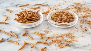 Insects in food