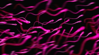 Sperm were examined