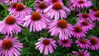 Echinacea coneflower