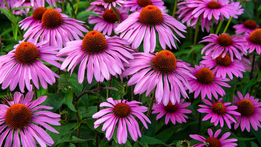 Echinacea coneflower