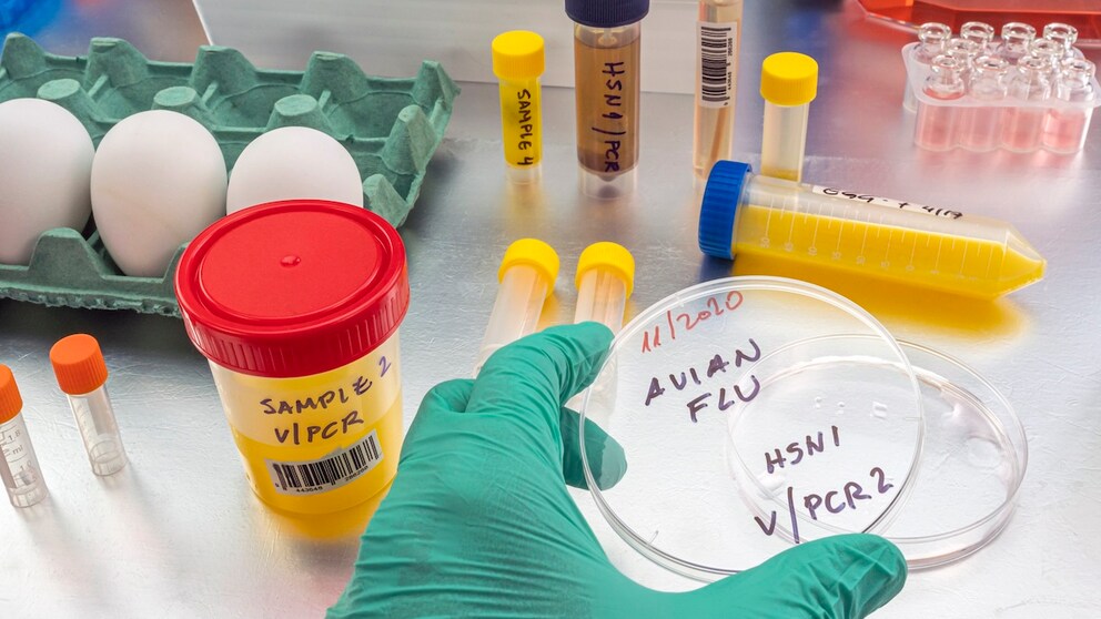 Bird flu: symptoms - and the risk of a pandemic?