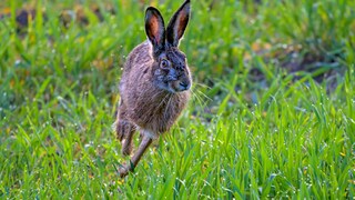 Tularemia