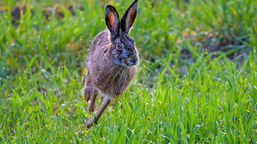 Tularemia