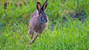 Tularemia