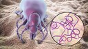 Lyme disease can be transmitted by ticks