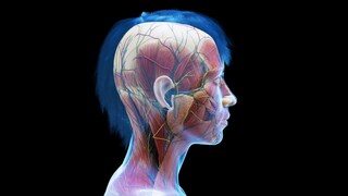 Chewing muscles