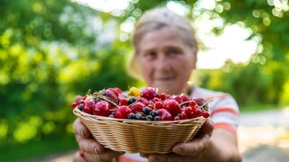 Flavonoids promote healthy aging