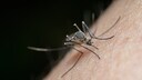 Chikungunya Fever: Tiger Mosquito