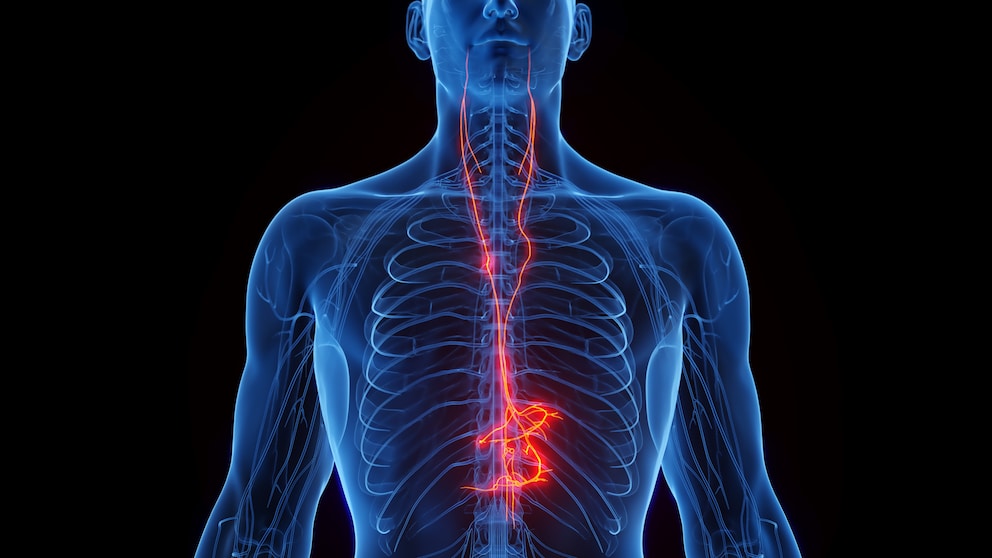 Vagus nerve
