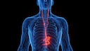 Vagus nerve