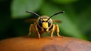 Wasps sting only when they feel threatened. If a sting does occur, certain measures can be helpful.