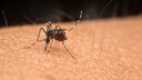 Alcohol, sunscreen, and sharing a tent—what really attracts mosquitoes was studied at the Lowlands Festival.