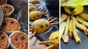 Halloween with a Twist: Three Healthy Snacks for Kids