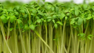 The seedlings of arugula and watercress contain multiple times the nutrients of their mature plants.
