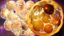 White and Brown Fat Cells Illustration