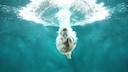 When children start learning to swim at the age of five, their risk of drowning accidents decreases.
