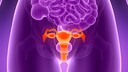 Uterus