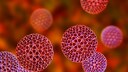 Rotaviruses cause diarrhea and vomiting. This can be life-threatening, especially for infants.