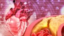 Is Running a Marathon Harmful to the Heart?