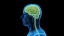 brain