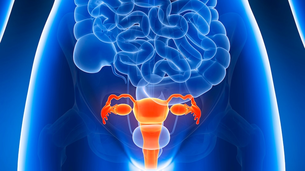 uterus