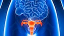 uterus