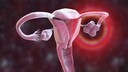 Ovaries take on another important function after menopause
