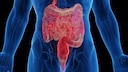 intestine