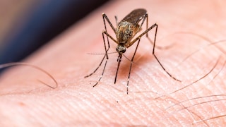 Mosquito