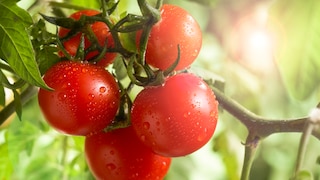 Tomato