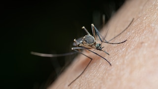 Malaria is one of the most dangerous infectious diseases and is transmitted by female mosquitoes.