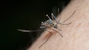 Malaria is one of the most dangerous infectious diseases and is transmitted by female mosquitoes.