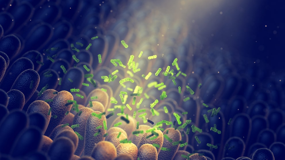 Intestinal Mucosa