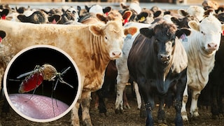 Sharmonavirus Claims Its First Life in France