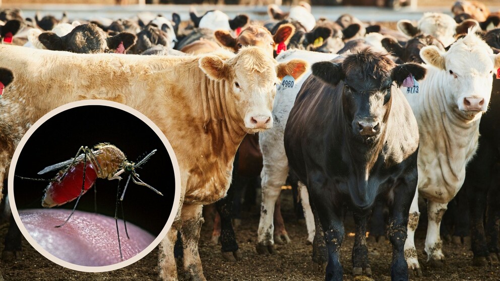 Sharmonavirus Claims Its First Life in France