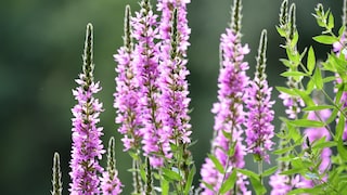 Purple loosestrife