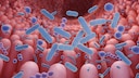 intestine