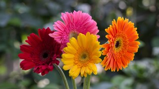 In April, one of the flowering plants for the balcony, garden and home is the gerbera