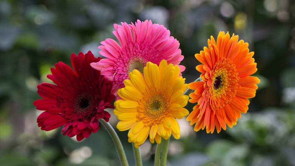 In April, one of the flowering plants for the balcony, garden and home is the gerbera